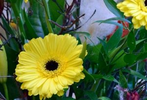 fdr Lotsennetzwerk Selbsthilfe gelbe Blume