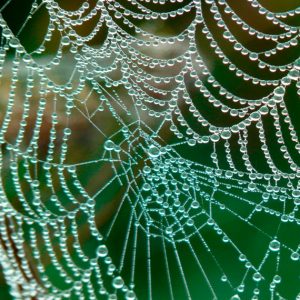fdr Lotsennetzwerk Selbsthilfe Spinnennetz